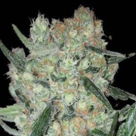 Juanita - Original Sensible Seeds | TanieSianie.pl