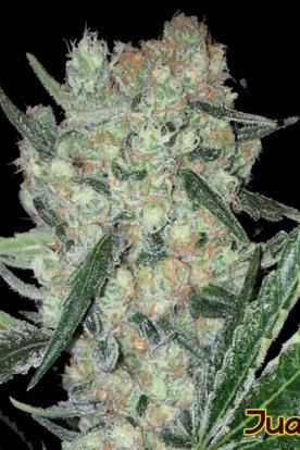 Juanita - Original Sensible Seeds | TanieSianie.pl