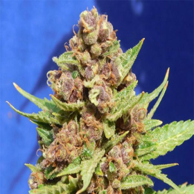 Purple Punch Cookies - Original Sensible Seeds | TanieSianie.pl