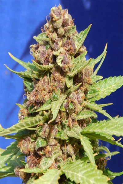 Purple Punch Cookies - Original Sensible Seeds | TanieSianie.pl