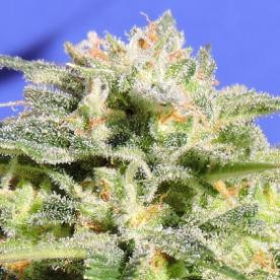 Lemonberry Haze Auto - Original Sensible Seeds | TanieSianie.pl