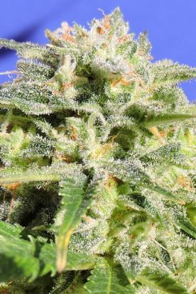 Lemonberry Haze Auto - Original Sensible Seeds | TanieSianie.pl