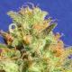 Zkittlez Auto - Original Sensible Seeds | TanieSianie.pl