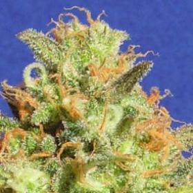 Zkittlez Auto - Original Sensible Seeds | TanieSianie.pl