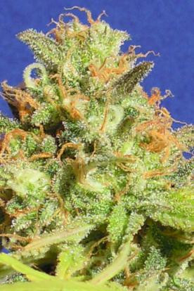 Zkittlez Auto - Original Sensible Seeds | TanieSianie.pl