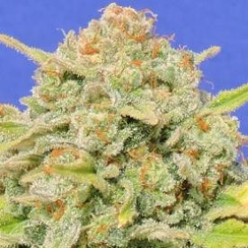 Zkittlez - Original Sensible Seeds | TanieSianie.pl