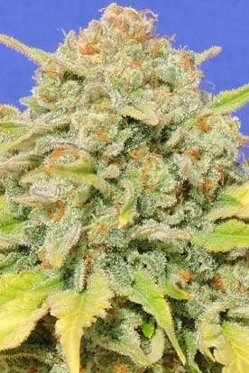 Zkittlez - Original Sensible Seeds | TanieSianie.pl