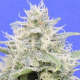 Zkittzy Gorilla - Original Sensible Seeds | TanieSianie.pl