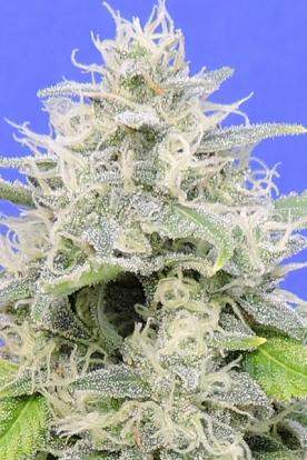 Zkittzy Gorilla - Original Sensible Seeds | TanieSianie.pl