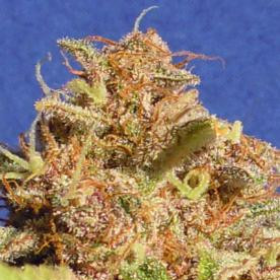 Wedding Cake Auto - Original Sensible Seeds | TanieSianie.pl