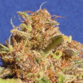 Wedding Cake Auto - Original Sensible Seeds