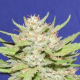 Wedding Cake - Original Sensible Seeds | TanieSianie.pl