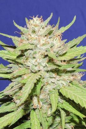Wedding Cake - Original Sensible Seeds | TanieSianie.pl