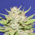 Wedding Cake - Original Sensible Seeds