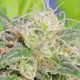 Super Auto Lemon Haze - Original Sensible Seeds | TanieSianie.pl