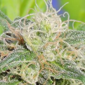 Super Auto Lemon Haze - Original Sensible Seeds | TanieSianie.pl