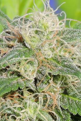 Super Auto Lemon Haze - Original Sensible Seeds | TanieSianie.pl