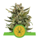 White Widow Automatic - ROYAL QUEEN SEEDS | TanieSianie.pl