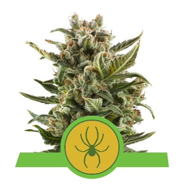 White Widow Automatic - ROYAL QUEEN SEEDS | TanieSianie.pl
