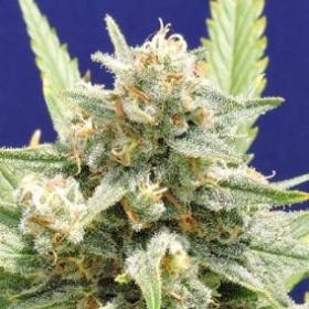 Stinkin Bishop - Original Sensible Seeds | TanieSianie.pl