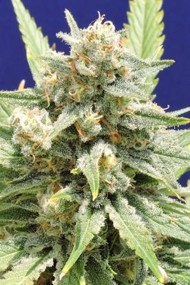 Stinkin Bishop - Original Sensible Seeds | TanieSianie.pl