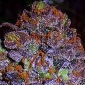 Purple Haze Auto - Original Sensible Seeds | TanieSianie.pl