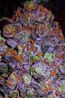 Purple Haze Auto - Original Sensible Seeds | TanieSianie.pl