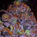 Purple Haze Auto - Original Sensible Seeds