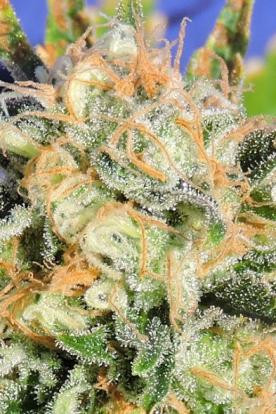 Critical Diesel Auto - Original Sensible Seeds | TanieSianie.pl