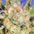 Critical Diesel Auto - Original Sensible Seeds