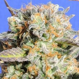 Grandaddy Black - Original Sensible Seeds | TanieSianie.pl