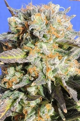Grandaddy Black - Original Sensible Seeds | TanieSianie.pl