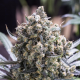 Fast Flowering Green Crack - HUMBOLDT SEED | TanieSianie.pl