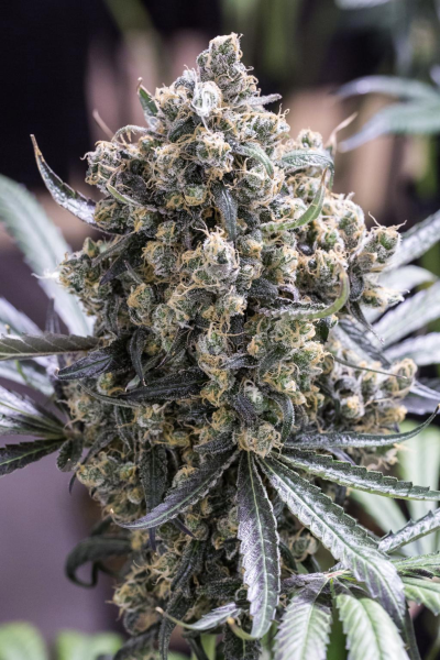 Fast Flowering Green Crack - HUMBOLDT SEED | TanieSianie.pl
