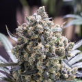 Fast Flowering Green Crack - HUMBOLDT SEED