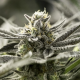 Fast Flowering OGKZ - HUMBOLDT SEED | TanieSianie.pl