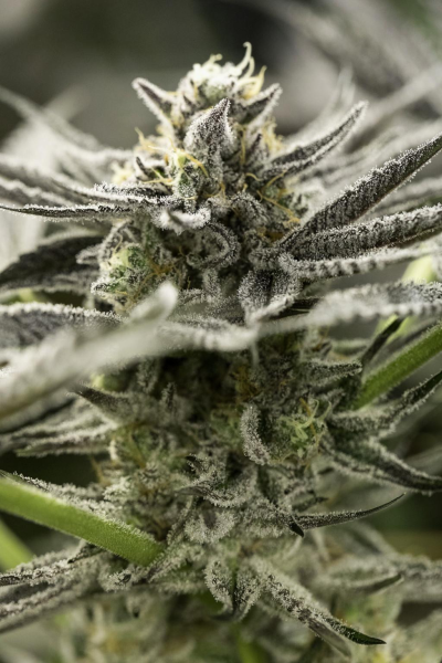 Fast Flowering OGKZ - HUMBOLDT SEED | TanieSianie.pl