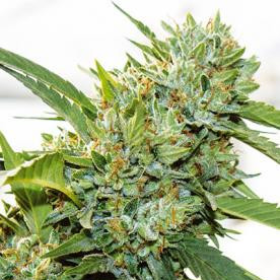 Vision Kosher - Vision Seeds | TanieSianie.pl