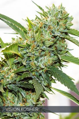 Vision Kosher - Vision Seeds | TanieSianie.pl