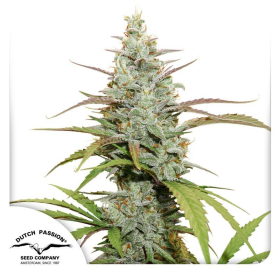 Mokum's Tulip - DUTCH PASSION | TanieSianie.pl