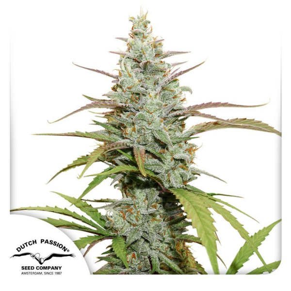 Mokum's Tulip - DUTCH PASSION | TanieSianie.pl