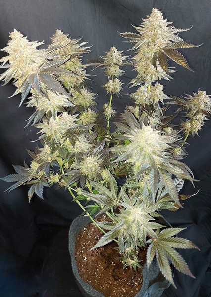 Mokum's Tulip - DUTCH PASSION | TanieSianie.pl