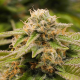GORILLA BREATH - HUMBOLDT SEED | TanieSianie.pl