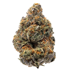 The New - HUMBOLDT SEED | TanieSianie.pl