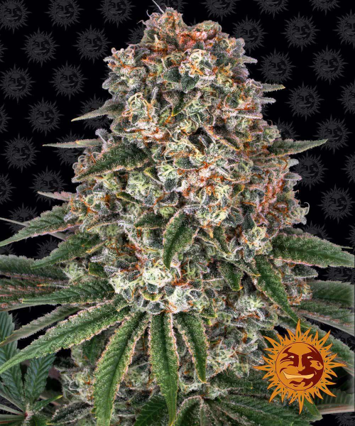 Tropicanna Banana - BARNEY'S FARM | TanieSianie.pl