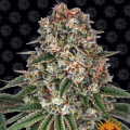 Tropicanna Banana - BARNEY'S FARM