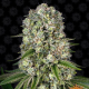 Tropicanna Banana - BARNEY'S FARM | TanieSianie.pl