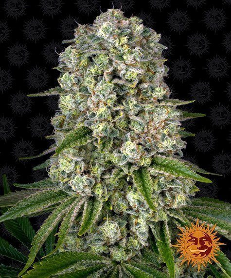 Tropicanna Banana - BARNEY'S FARM | TanieSianie.pl