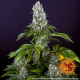 Tropicanna Banana - BARNEY'S FARM | TanieSianie.pl