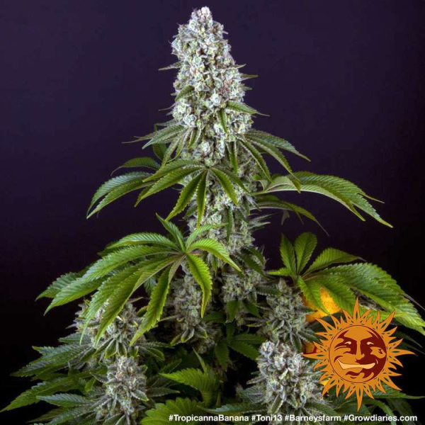 Tropicanna Banana - BARNEY'S FARM | TanieSianie.pl